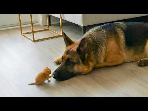 Giant Dogs Who Fell In Love With Tiny Kittens The Moment They Met – Cats and Dogs Friendship
