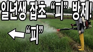 일년생잡초 "피" 방제! 빨리 잡아야하는 이유! & 비가 너무 많이 와서 웃자랐습니다!