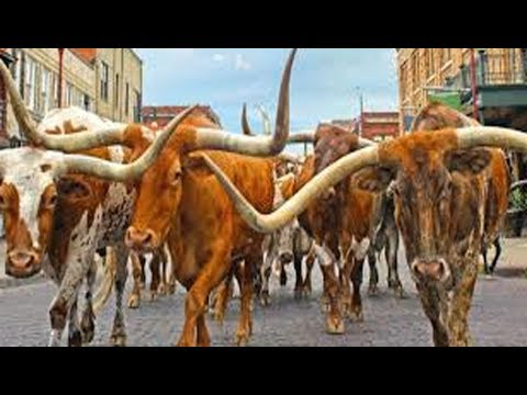 Fort Worth's COURTYARD MARRIOTT, BEST LOCATION