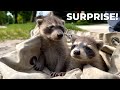 A Raccoon Removal Like No Other SURPRISE ENDING
