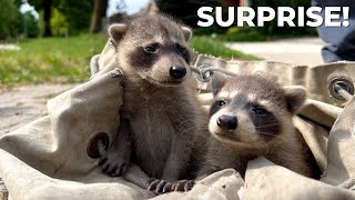 A Raccoon Removal Like No Other | SURPRISE ENDING!