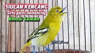 Download lagu SIULAN KENCENG BURUNG SIRTU 100% ampuh UNTUK NGETES MENTAL#sirtugacor @srfchannel3881 mp3