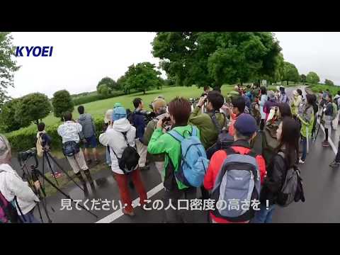 野鳥の会・埼玉　Young探鳥会