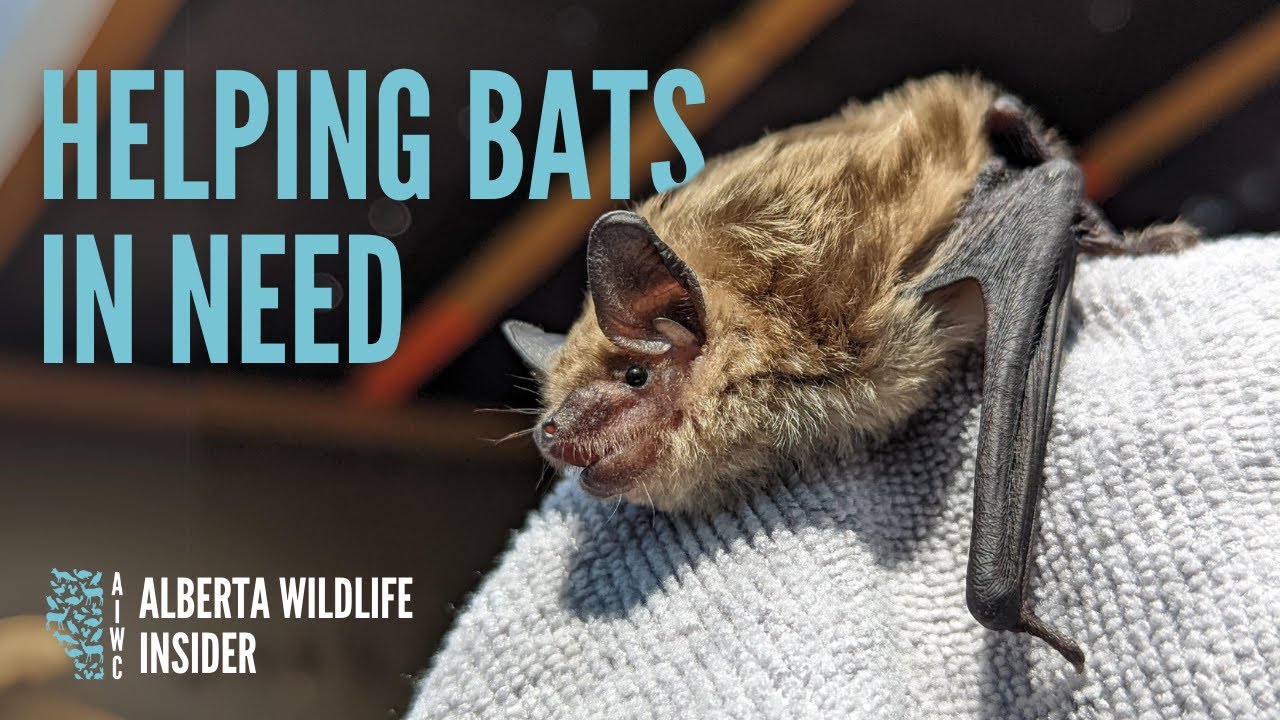 Why we help bats in need and how we do it