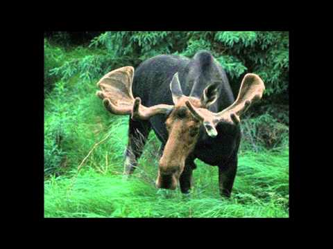 North American Animals