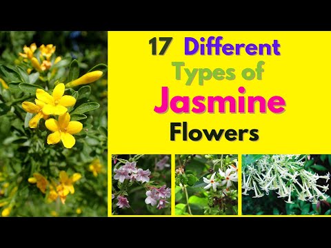 17  Best Different Types of Jasmine flowers  | Jasmine Varieties with Name  | Swaroopa Diaries