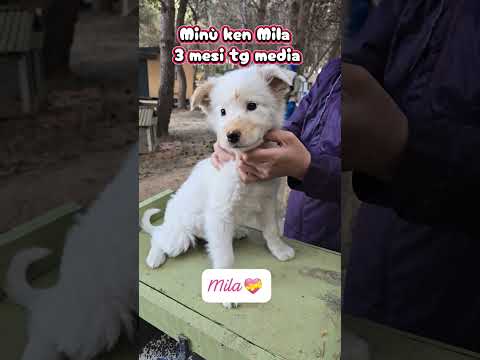 Regalo Ken Minugrave Mila 3 cuccioli di 3 mesi in cerca di adozione 