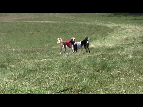 Lieto 18.5.2019 FI6 Aziz Pacifico & Non Serviam Furia Divina