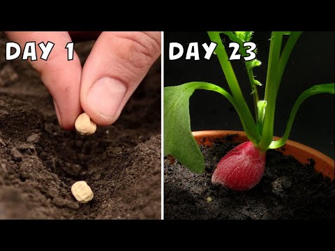 Radish 23-Day Timelapse