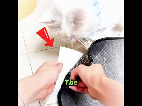 The cat found itself a new buddy! 🐱🤝🐾✨#cat #pets #cute #funny #shorts #short