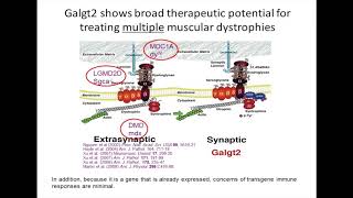 Understanding Gene Therapy, Part 3 - Galgt2 and Dup2 (December 2017)