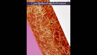 Ample N Peptide Shot Ampoule 2X Video