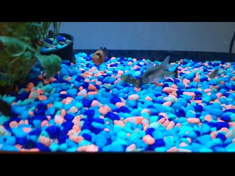 What to feed Cory Catfish? Watch them go crazy for it!