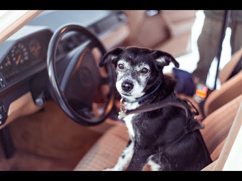 CODY - THE DOG DAYS ARE OVER - Trailer D