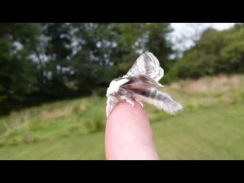 Large Tolype Moth takes flight