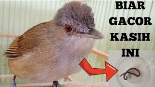 Download lagu FOOD FOR CHEERLESS BIRDS TO MAKE THE CHEERLESS BIRDS COME QUICKLY mp3