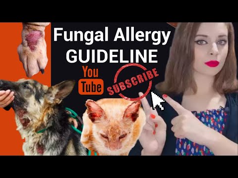 Fungal Infection Dog ,Cats & Human | Scabies , Dermatitis , Skin Allergy Problem & Solution At Home