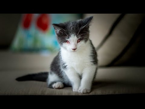 Our Blind Cat Lucy - Miracle Kitten Born with No Eyes