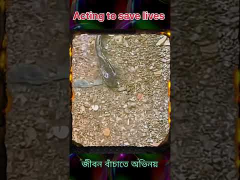 haha haha 02 🤭 Acting to save lives ❤️ shorts  funny clips