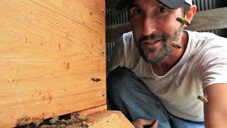 How to Capture A Honey Bee Swarm Easy! + Warre Hive Update