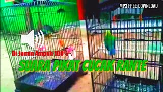 Download lagu CUCAK RANTING Cocok Buat Pikat & Pancingan - DI JAMIN AMPUH free download.. mp3