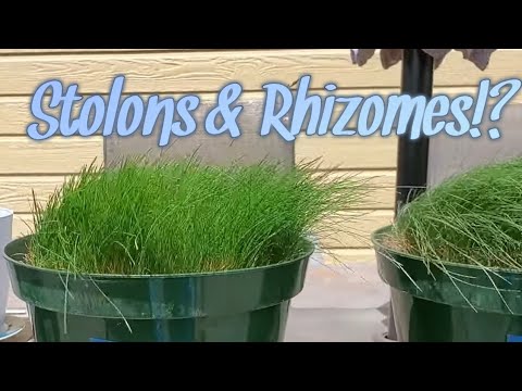 Fine Fescue Comparison: Creeping Red vs Hard, Chewings, & Sheep Grass Types