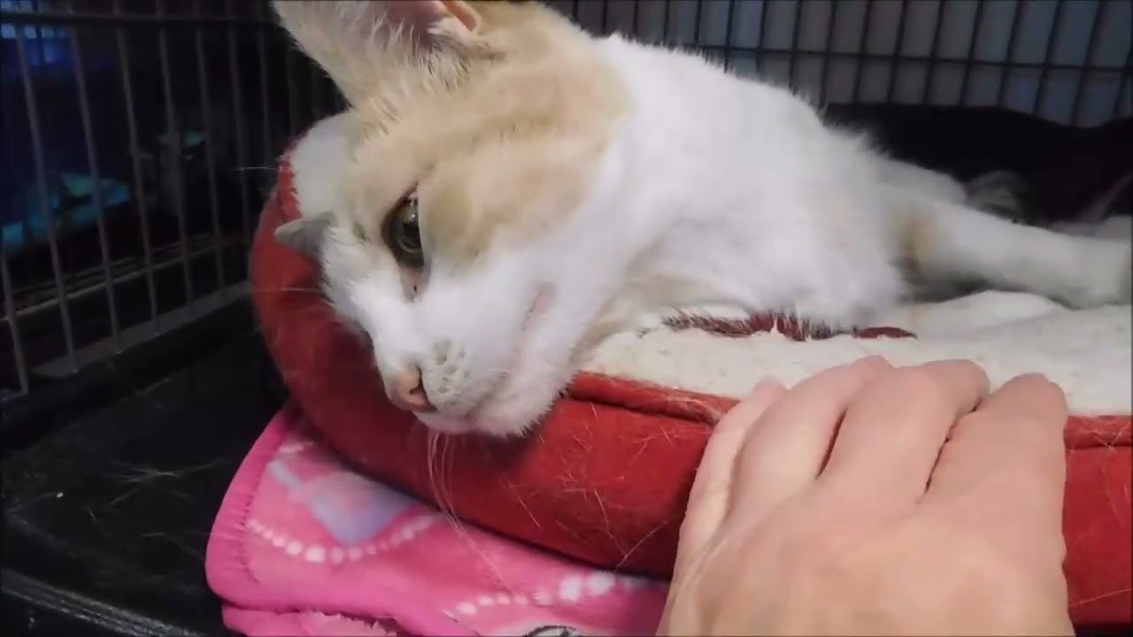 Enlarge PATCHES, a Adoptable Domestic Short Hair in Ironwood, MI video 2/2