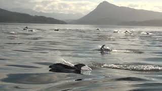 preview picture of video 'Pacific White Sided Dolphins In Mass'
