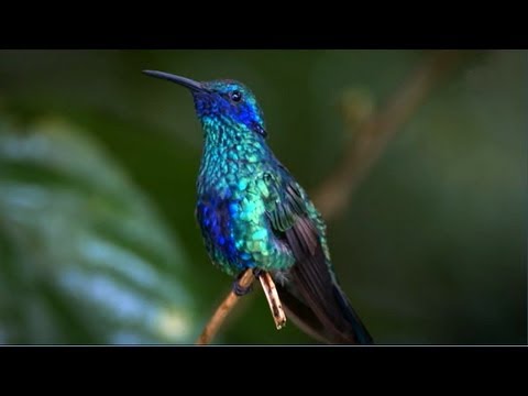 Kolibri - virtuose Flugkünste