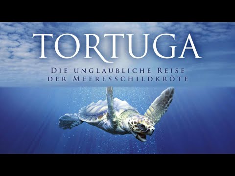 Tortuga - Die unglaubliche Reise der Meeresschildkröte