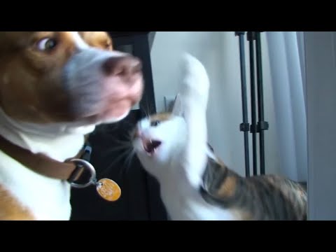 Funniest Mean Cats 😹 - Don't try to hold back Laughter 😂  | The Pet Collective