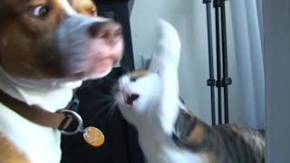 Deadly Cats Video Compilation 2017