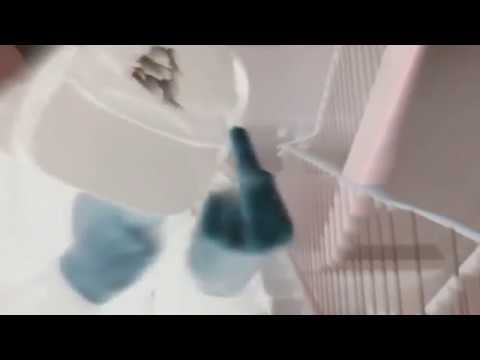 odjutraniepale - møønℓigh‡