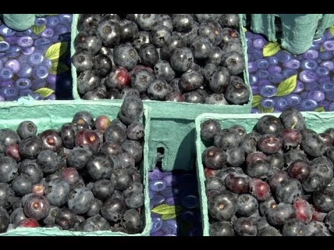Community Spotlight: Lake George Blueberry Festival