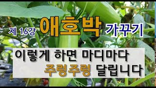 제 16강 애호박 가꾸기 이렇게 하면 마디마다 주렁주렁 달립니다 #주말농장 텃밭에서 애호박 가꾸기.