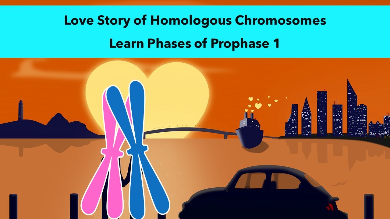 Stages of Prophase 1 of Meiosis with a visual mnemonic