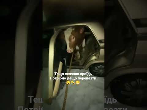 теща сказала приїдь потрібно дещо перевезти