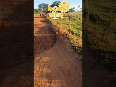 Dia abençoado pra todos. #shortsvideo #zonarural  #fazenda
