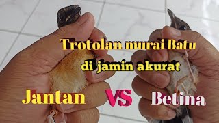 Download lagu Characteristics of male and female magpie robins - guaranteed accurate mp3 Download lagu Characteristics of male and female magpie robins - guaranteed accurate mp3