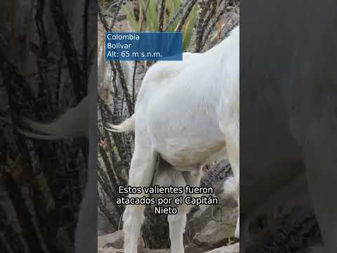 Arenal, Bolívar ¿La conocías? #shorts