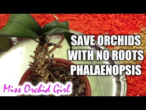 How to save a Phalaenopsis orchid with no (or with few) roots plus cutting the stem