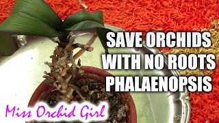 How to save a Phalaenopsis orchid with no (or with few) roots plus cutting the stem