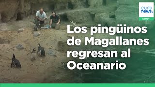 Los pingüinos de Magallanes regresan al Oceanario de Lisboa