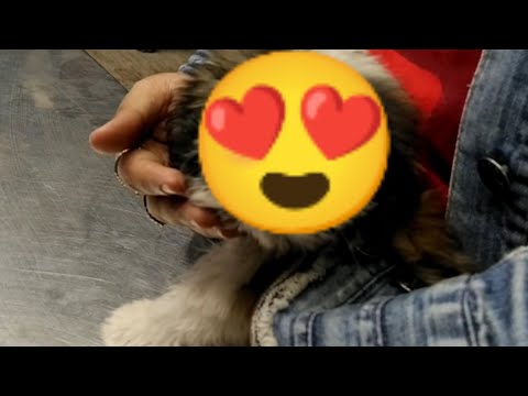 Revealing my dog face 😍 | swayamm vlogs 05