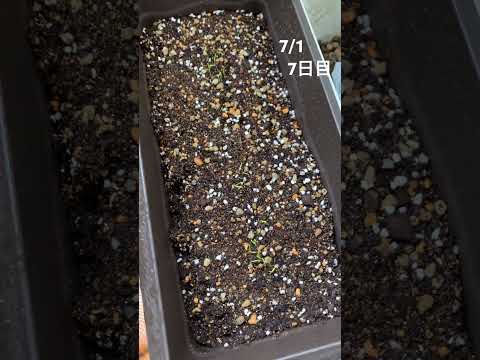 ニンジン、Daucus carota