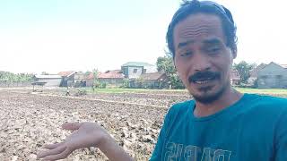 Download lagu MAT ORDUL BERKUNJUNG KE SAWAH mp3