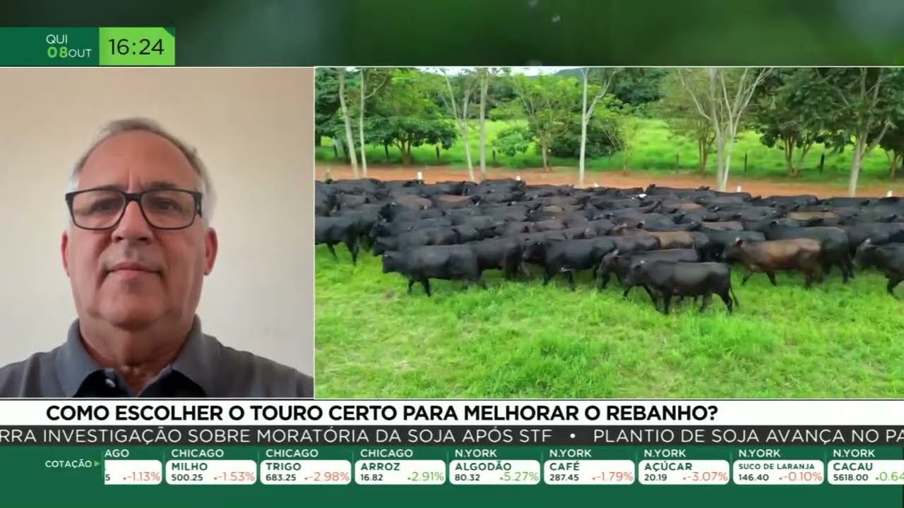 Como escolher o touro certo para melhorar o rebanho?