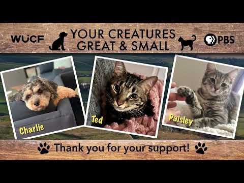 Your Creatures Great and Small 2026 Pet Showcase - YouTube