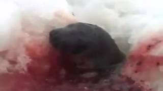 Trent Reznor attacks Kanada