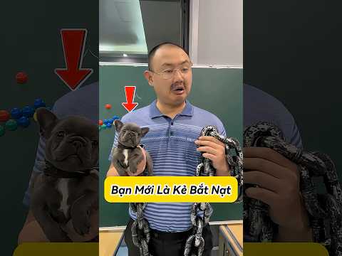 Học Sinh Mới Là Kẻ Chuyên Bắt Nạt #Shorts #ThuCung #ChoMeoDrama #meouo6868 #tiktok #douyin